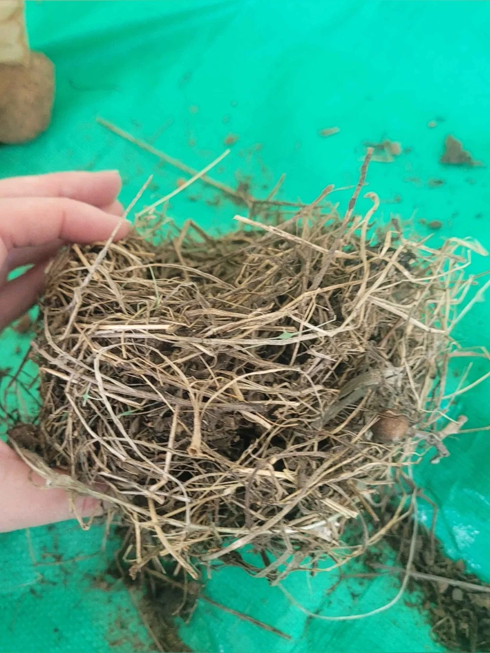 Bird Nest organic material fallen nest “ put a bird on it” natural decoration